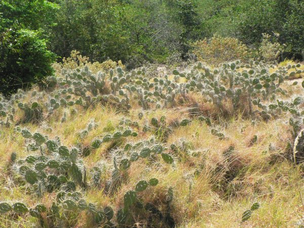 16- Vegetation typique de Blanquilla 